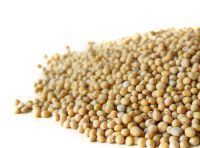 Vorschau: Senfkörner, gelb Vorschau: Senfkörner, gelb